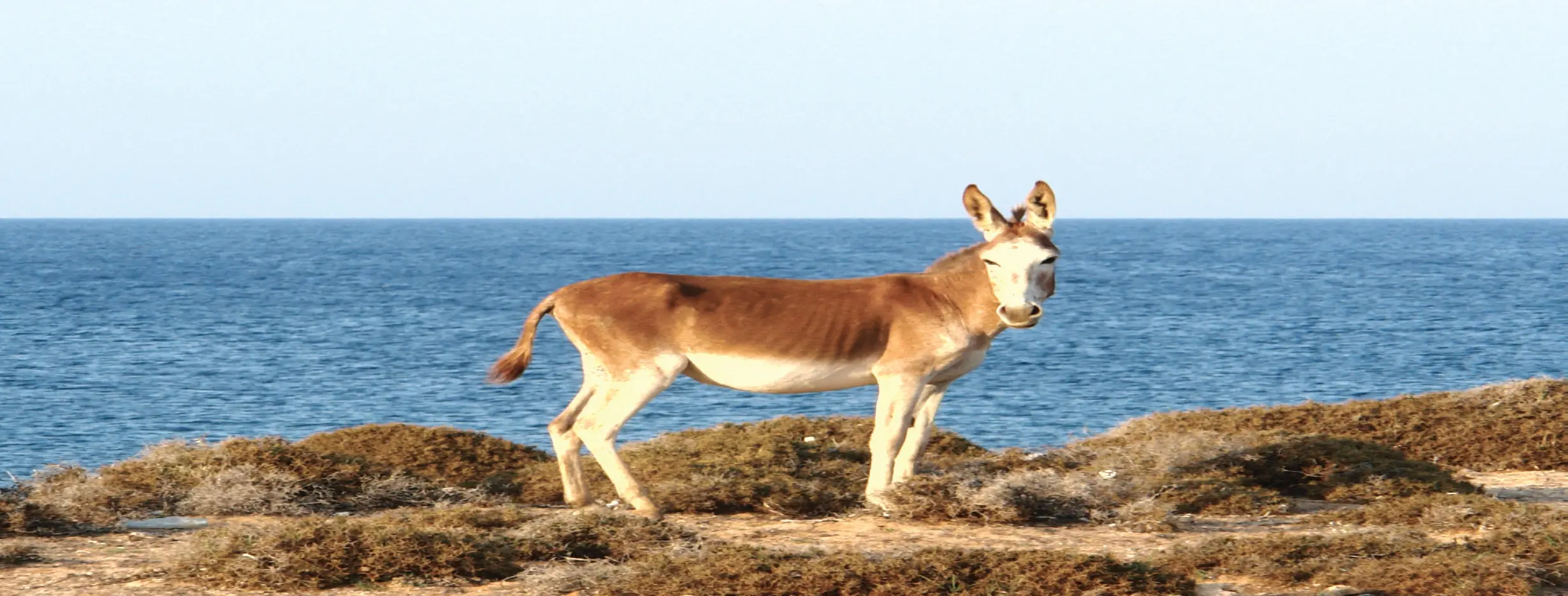 Image for Karpaz Peninsula Safari